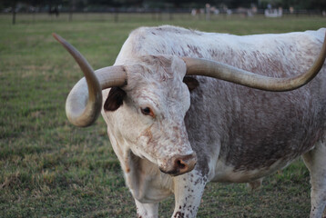 Texas Longhorn Cattle in Pasture in late afternoon Close up