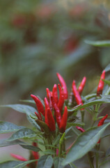 Asian Hot Pepper from Korea Shallow DOF Close up
