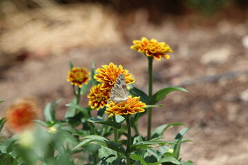 Butterfly on a Zinnia