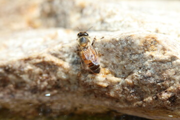 Single bee on a stone