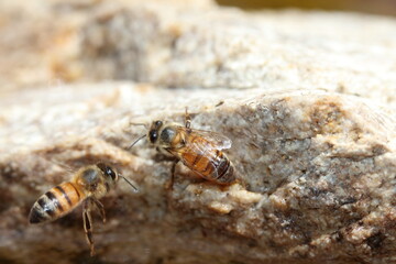 Bees, one on a rock, one flying
