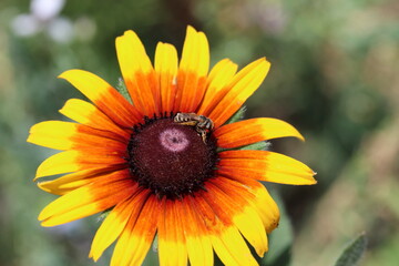 Bee on a black eyed Susan flower