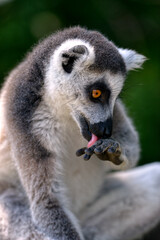 Portrait ring-tailed lemur (Lemur catta) licking his hand 