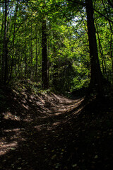 Obraz premium path in the forest