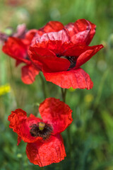 Red poppy flowers in the oil seed rape fields