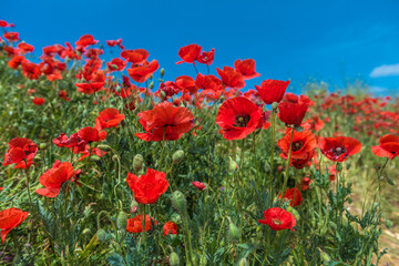 Red poppy flowers in the oil seed rape fields