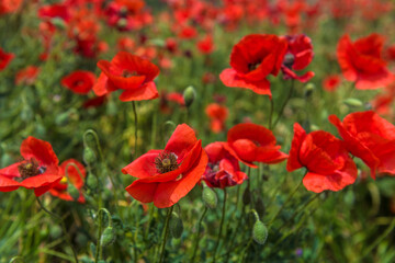 Fototapeta na wymiar Red poppy flowers in the oil seed rape fields