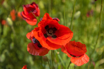 Obraz premium Red poppy flowers in the oil seed rape fields