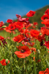 Red poppy flowers in the oil seed rape fields
