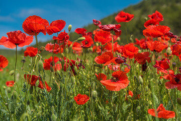 Red poppy flowers in the oil seed rape fields