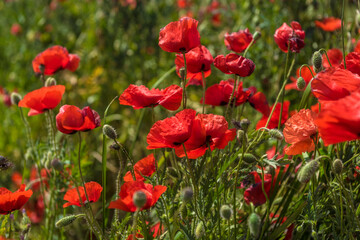 Obraz na płótnie Canvas Red poppy flowers in the oil seed rape fields