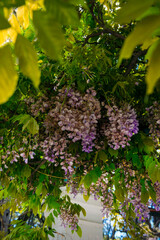 blooming wisteria on tree branches