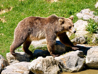 Brown bear (Ursus arctos) seen from profile walking on rocks near of water