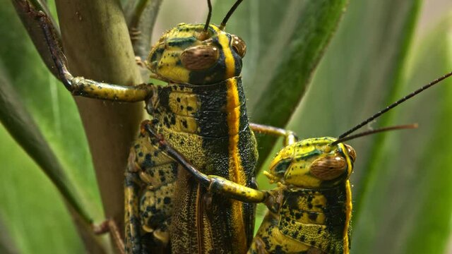 The locust on the branches looks in harmony with the color of the leaves..Locusts have caused severe demolition of crops..4K clip for agricultural threat concept pests and nature