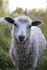 Summer Lamb in high grass with mother behind