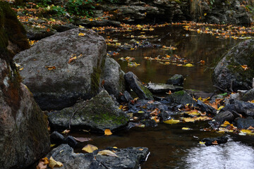 Fototapeta na wymiar During the hot summer, the forest river has decreased to the size of a stream, now it slowly flows at the bottom of its channel between granite stones, yellow leaves on the water resemble autumn.