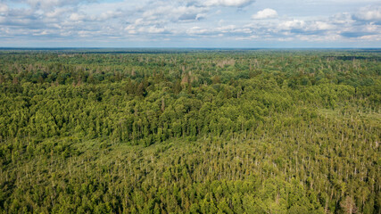 Fototapeta na wymiar Polish part of Bialowieza Forest to east