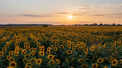 Fototapeta premium Sunflower field in summertime sunset light