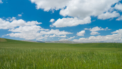 Green fields in spring and white clouds in the blue sky
