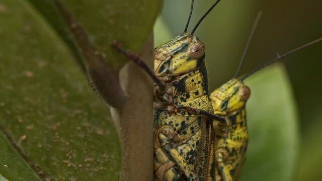The locust on the branches looks in harmony with the color of the leaves..Locusts have caused severe demolition of crops..4K clip for agricultural threat concept pests and nature