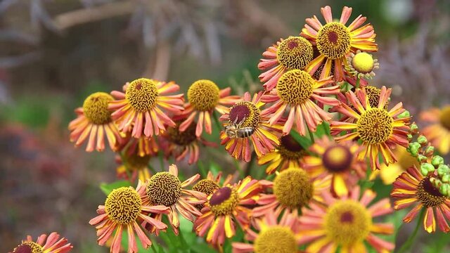 Bee collecting pollen from summer flowering Helenium flowers, also known as Sneezeweed