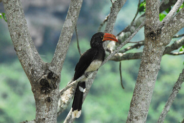 BIRDS- Africa- Close Up of a Wild Crowned HornBill Perched in a Tree