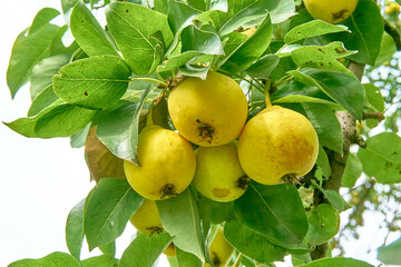 Juicy pears on a branch in the garden, juicy fruits. Ripe organic varieties.