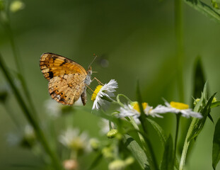 Pearl Crescent butterfly perched on daisy © Christopher