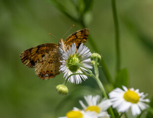 Pearl Crescent butterfly perched on daisy