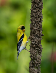 Male American Goldfinch perched on mullein stalk