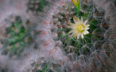 Mammillaria bocasana and little flower blurred background