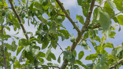 Fototapeta premium Damsons on a tree which arent ripe