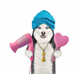 A dog husky with a blue towel around his head holds a hair dryer and shampoo after bath. White...