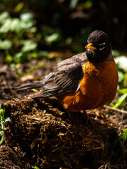 Robin in the garden