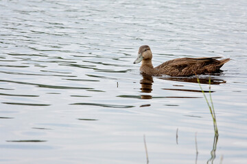 American Black Duck