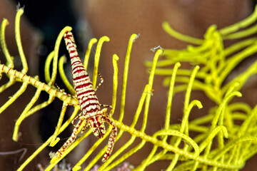 A picture of a Feather star shrimp