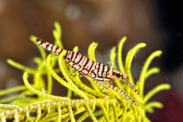 A picture of a Feather star shrimp