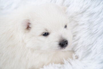 cute white Japanese spitz puppy. thoroughbred dog on a fluffy white coverlet. 