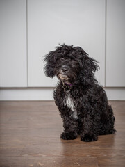 A cute, black cockapoo puppy with it's head tilted to one side in a neutral kitchen