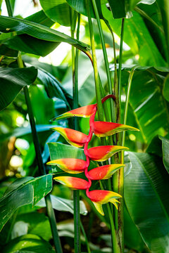 Falsche Paradiesvogelblume"-Bilder: Stock-Fotos & -Videos. | Adobe Stock