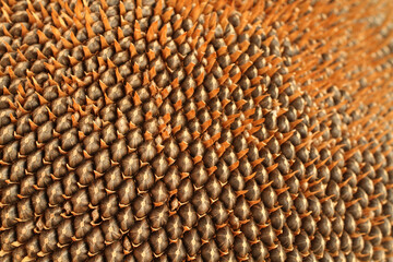 Ripe seeds in a sunflower head. Top down view. Closeup