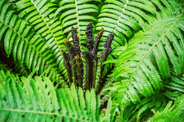 Bright green fern Polypodiophyta. A flowerless plant which has feathery or leafy fronds and reproduces by spores released from the undersides of the fronds