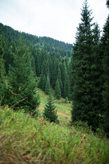 pine forest in the mountains © KAIRZHAN