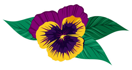 Pansy flower, hand drawn vector. color