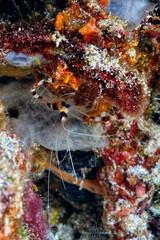 A picture of a banded coral shrimp