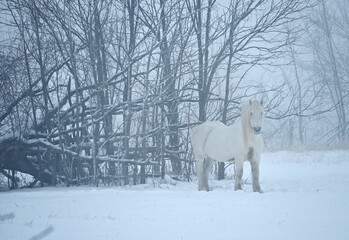 White Horse in Winter Fog