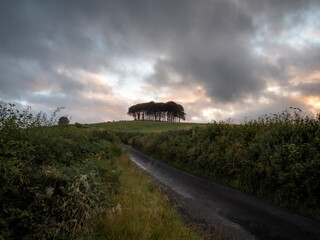 A country road in the foreground leading towards the "nearly home" trees in Cornwall on summer's evening