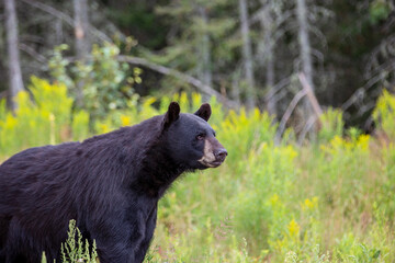 Black Bear Profile