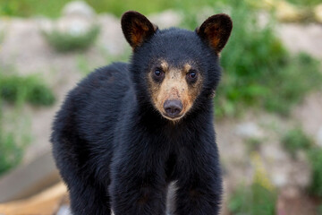 Black Bear Cub - obrazy, fototapety, plakaty