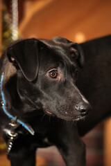 black shorthaired mongrel dog in studio
